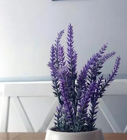 Tadeus * سوكو بانيا